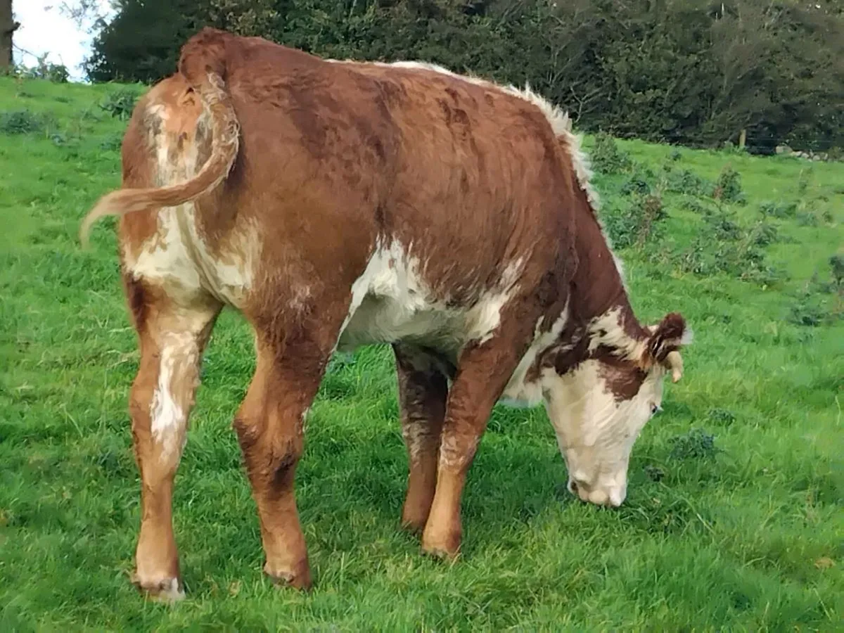 Roan Limousin Breeding Heifer - Image 3