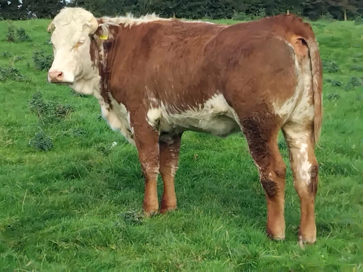 Roan Limousin Breeding Heifer - Image 4