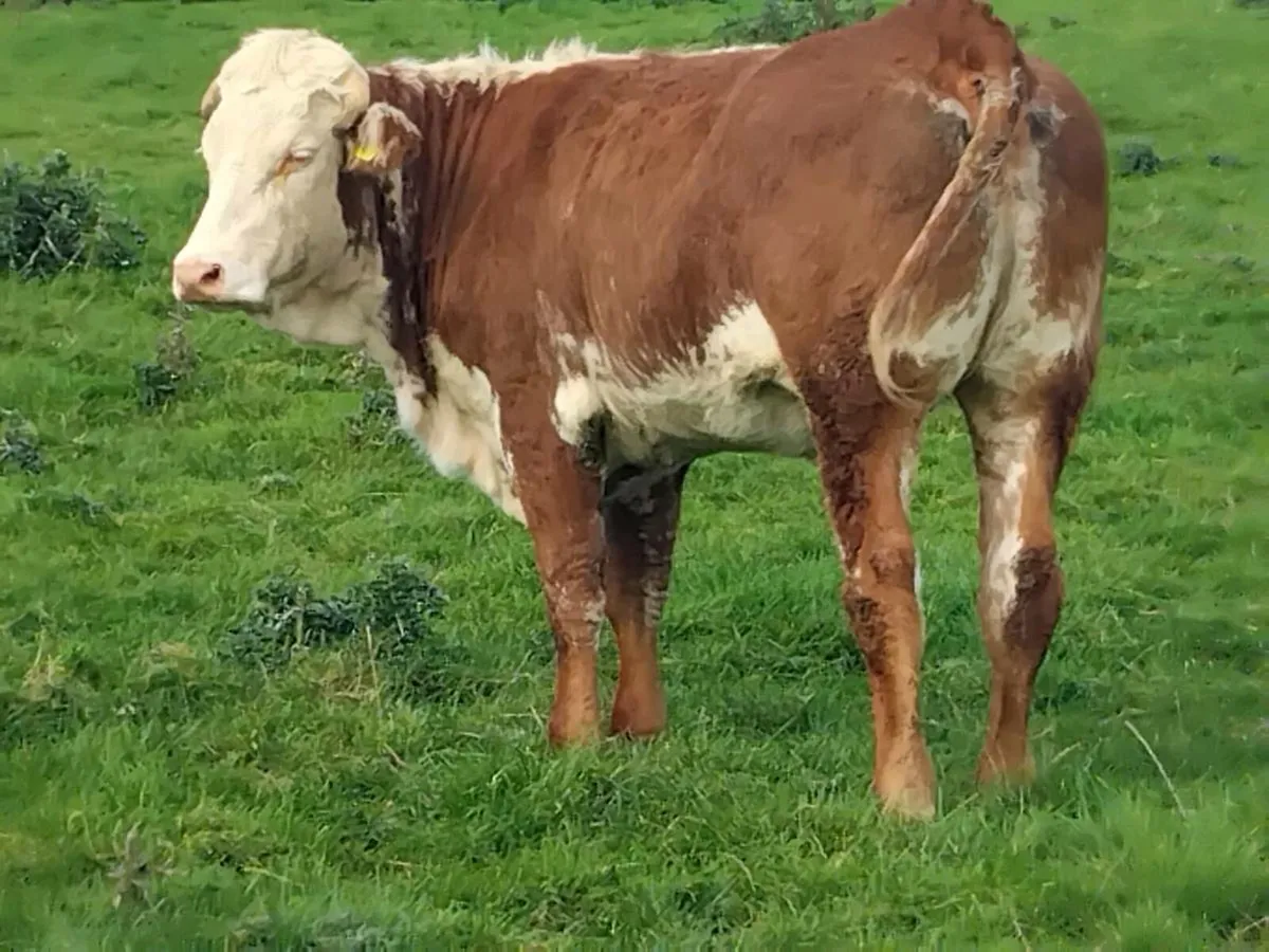 Roan Limousin Breeding Heifer - Image 1