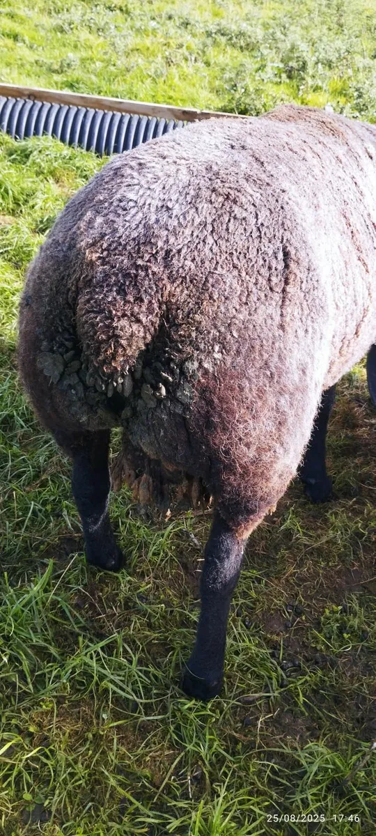 Lambs - Image 2