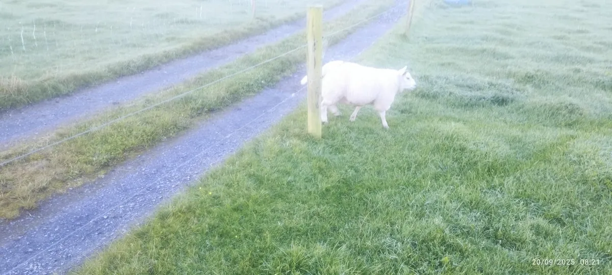Lambs - Image 3
