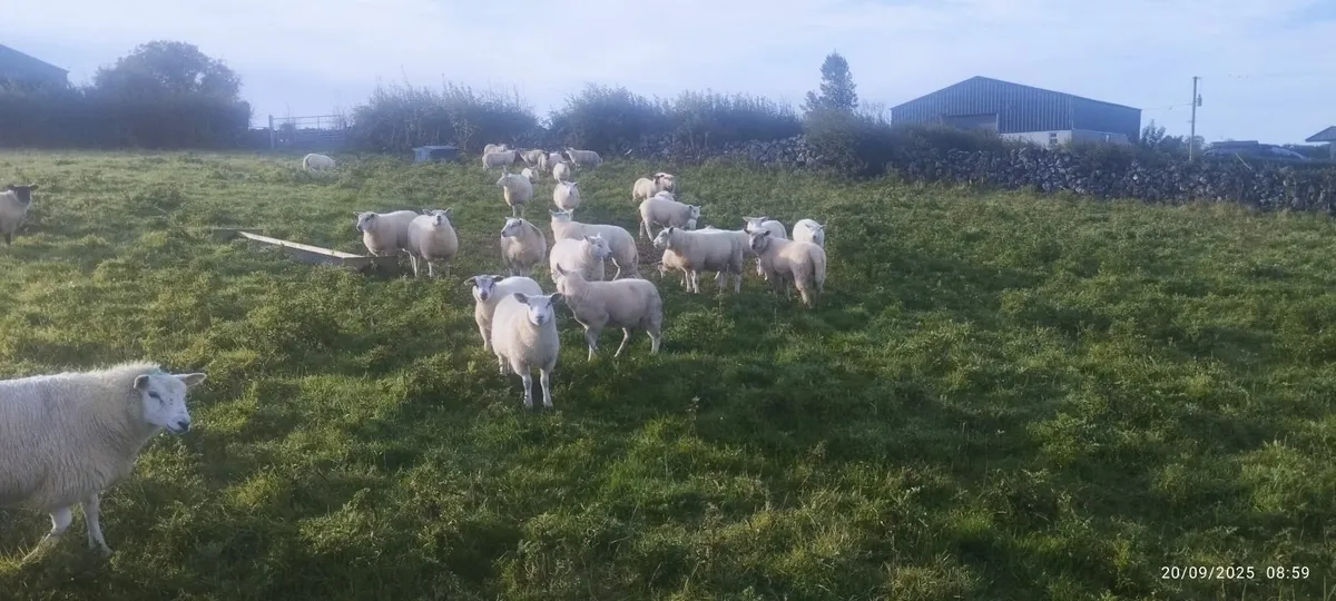 Lambs - Image 4