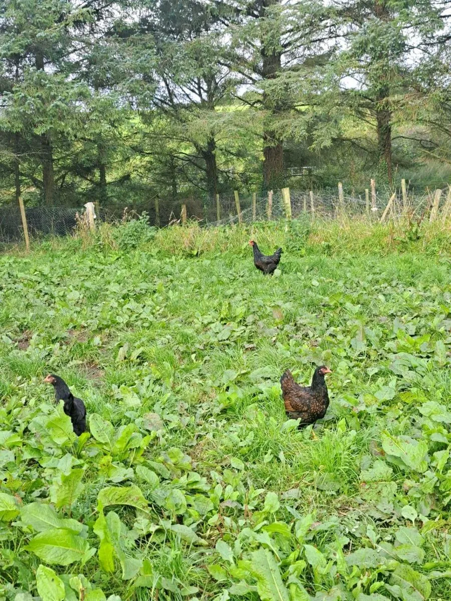 Purebred  Pullets and saxony drakes - Image 2