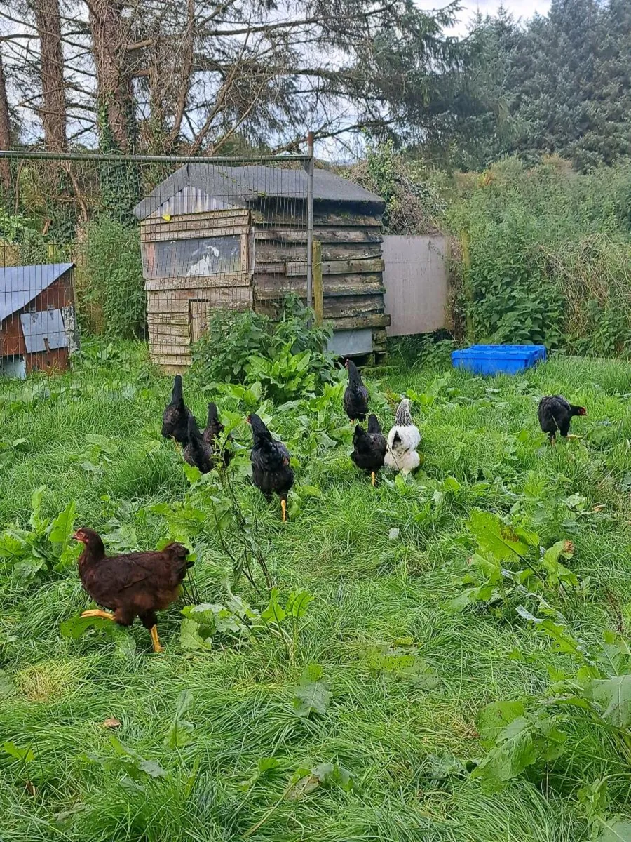 Purebred  Pullets and saxony drakes - Image 3
