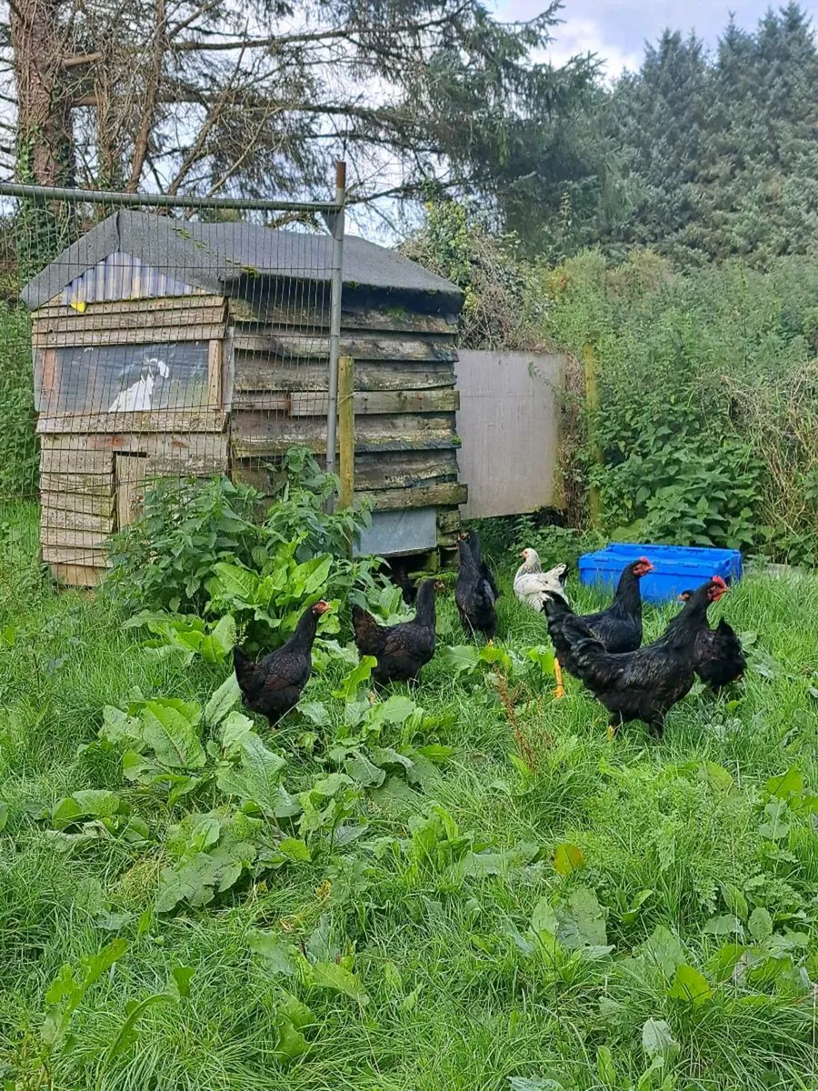 Purebred  Pullets and saxony drakes - Image 4