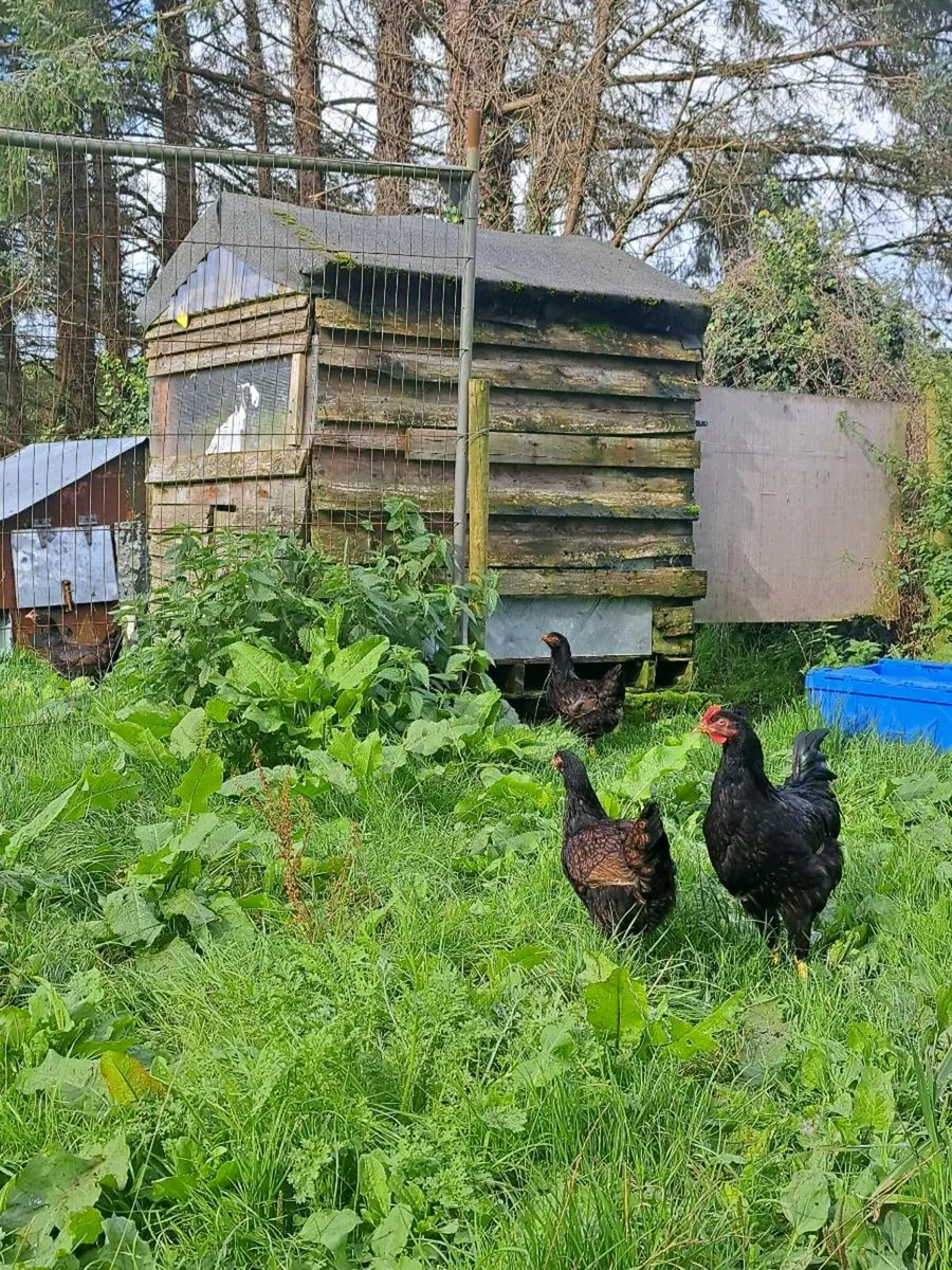 Purebred  Pullets and saxony drakes - Image 1