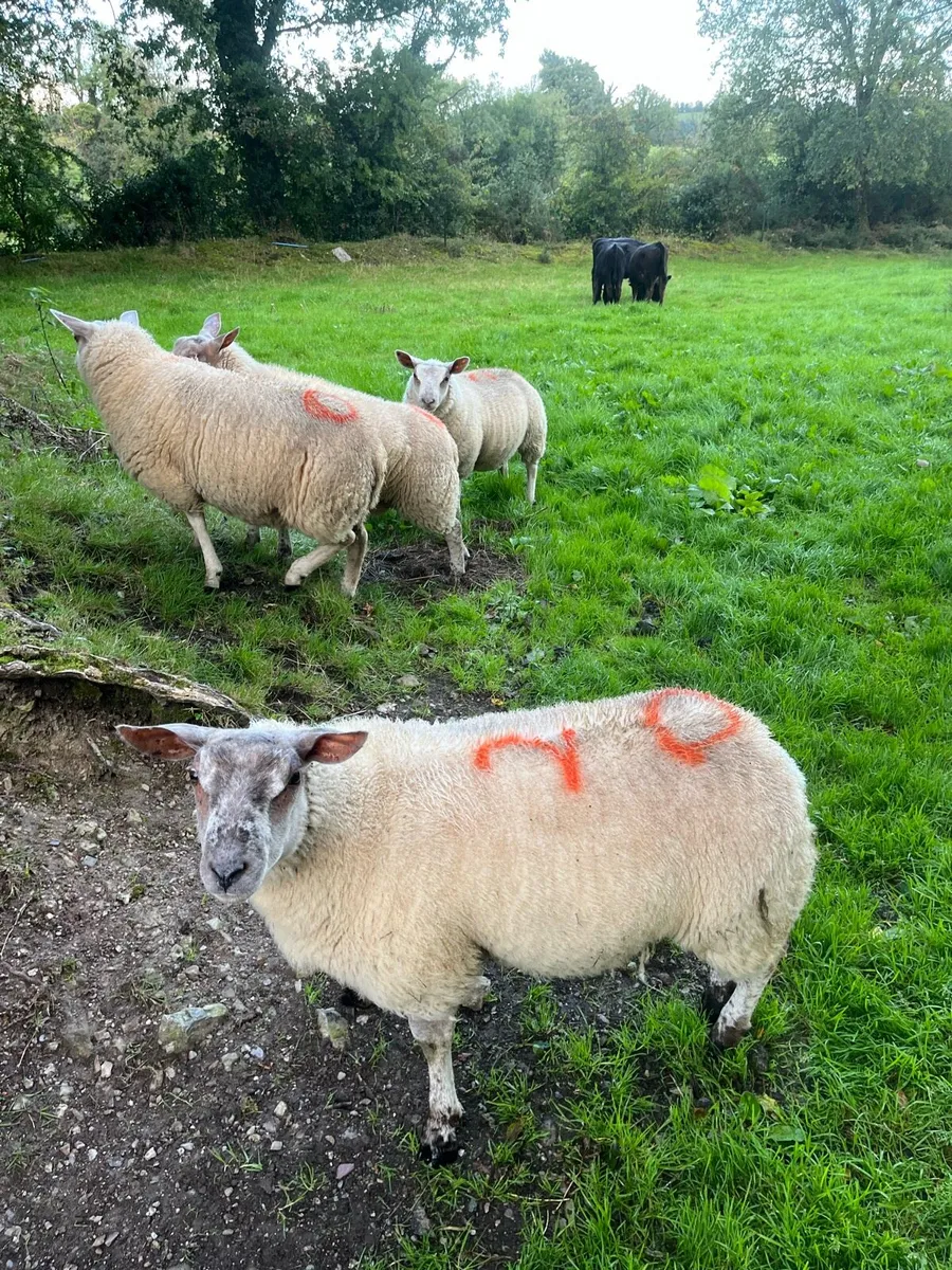 Organic ewe lambs - Image 1