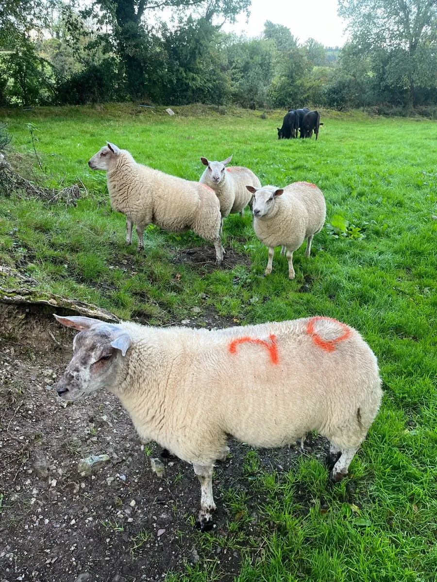 Organic ewe lambs - Image 2