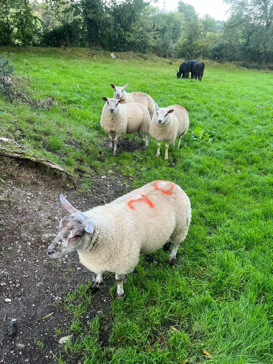 Organic ewe lambs - Image 3