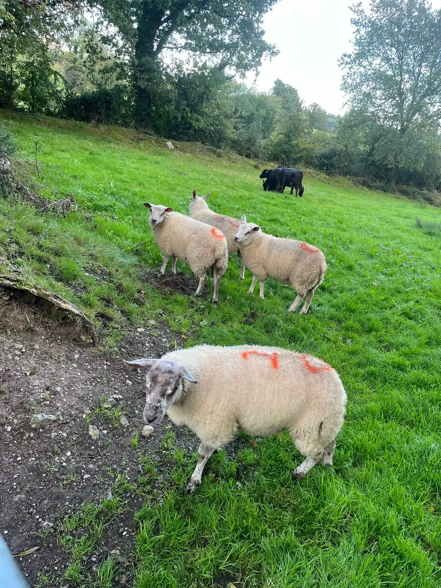 Organic ewe lambs - Image 4