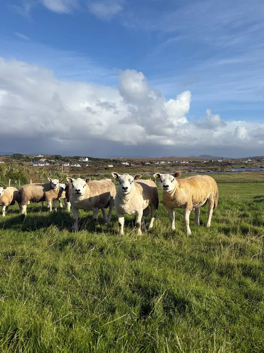 Pedigree Texel Ram Lambs SIS Eligible - Image 3