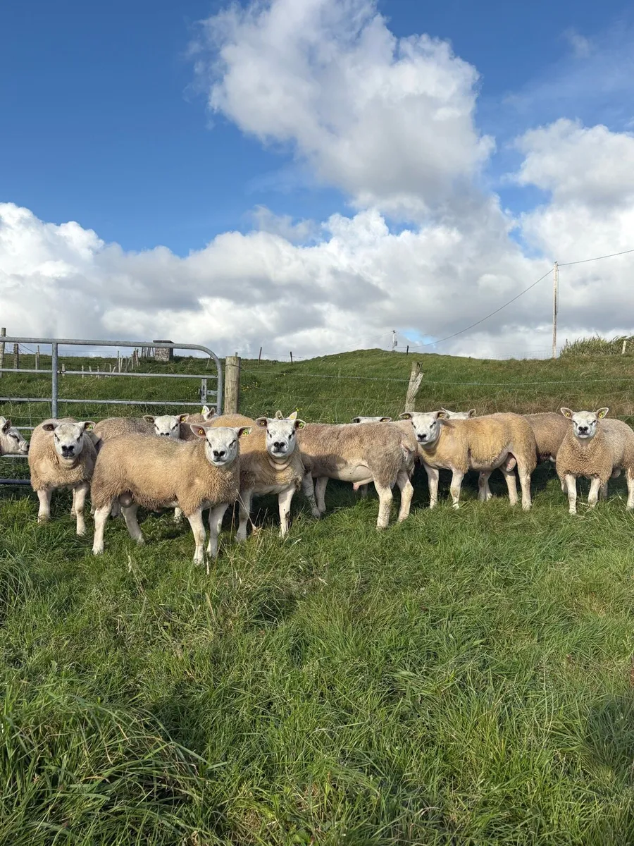 Pedigree Texel Ram Lambs SIS Eligible - Image 2