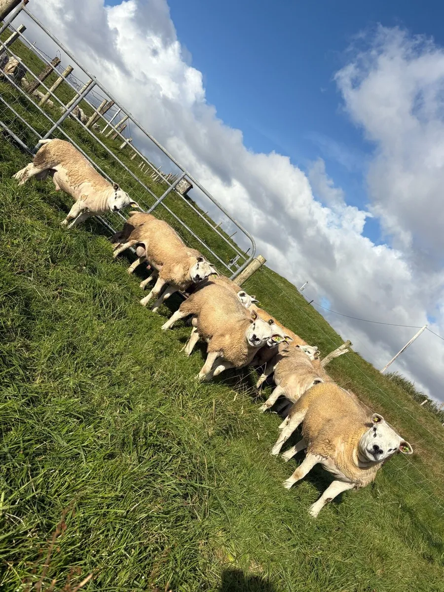 Pedigree Texel Ram Lambs SIS Eligible - Image 1