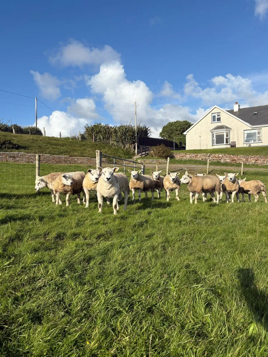 Pedigree Texel Ram Lambs SIS Eligible - Image 4