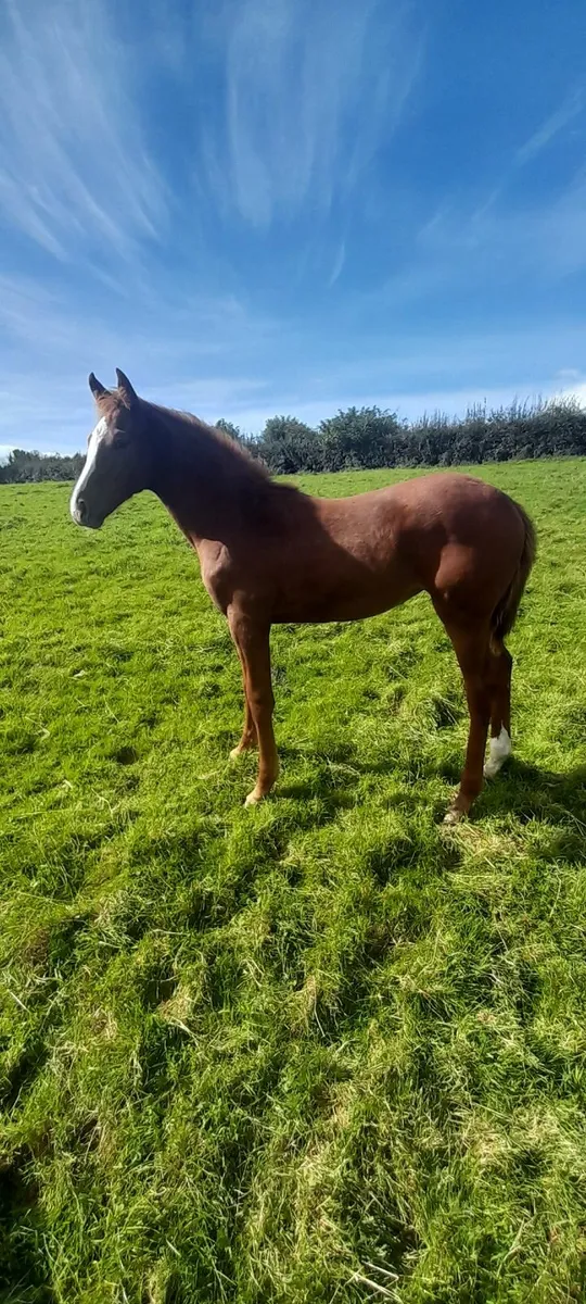 Horse - Image 2
