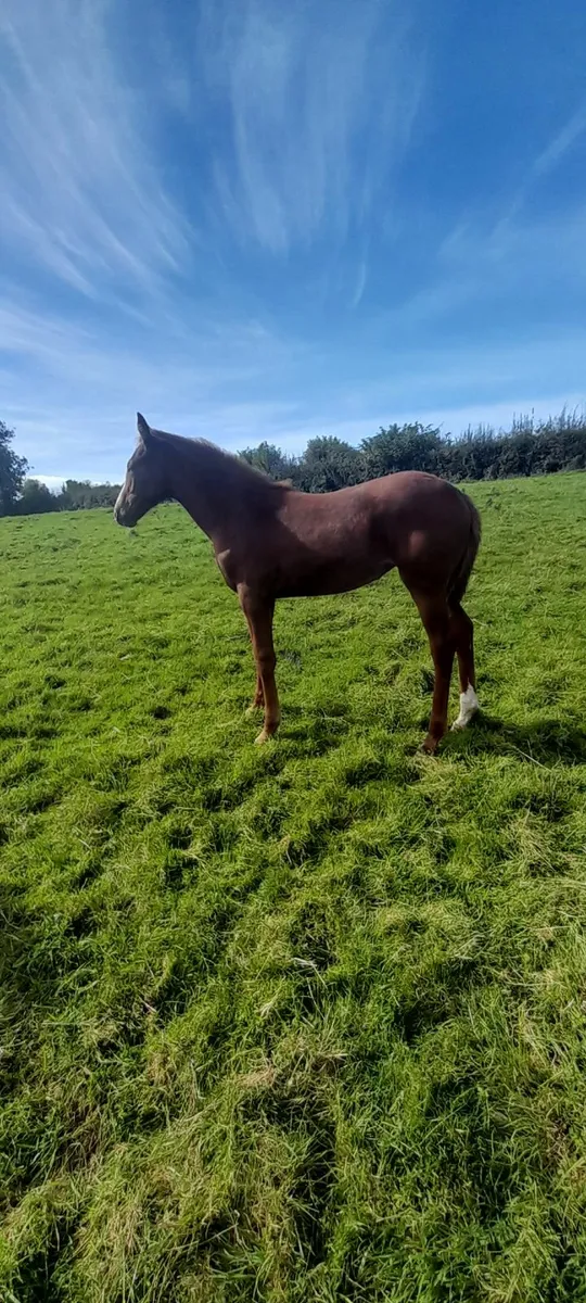 Horse - Image 3