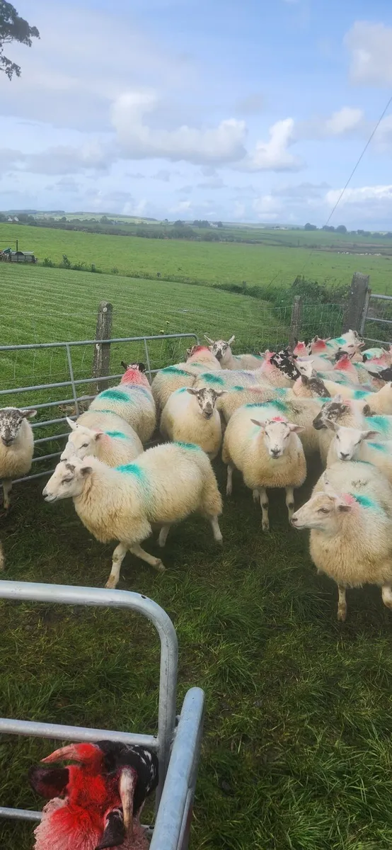 Crossbred Ewe Lambs - Image 1