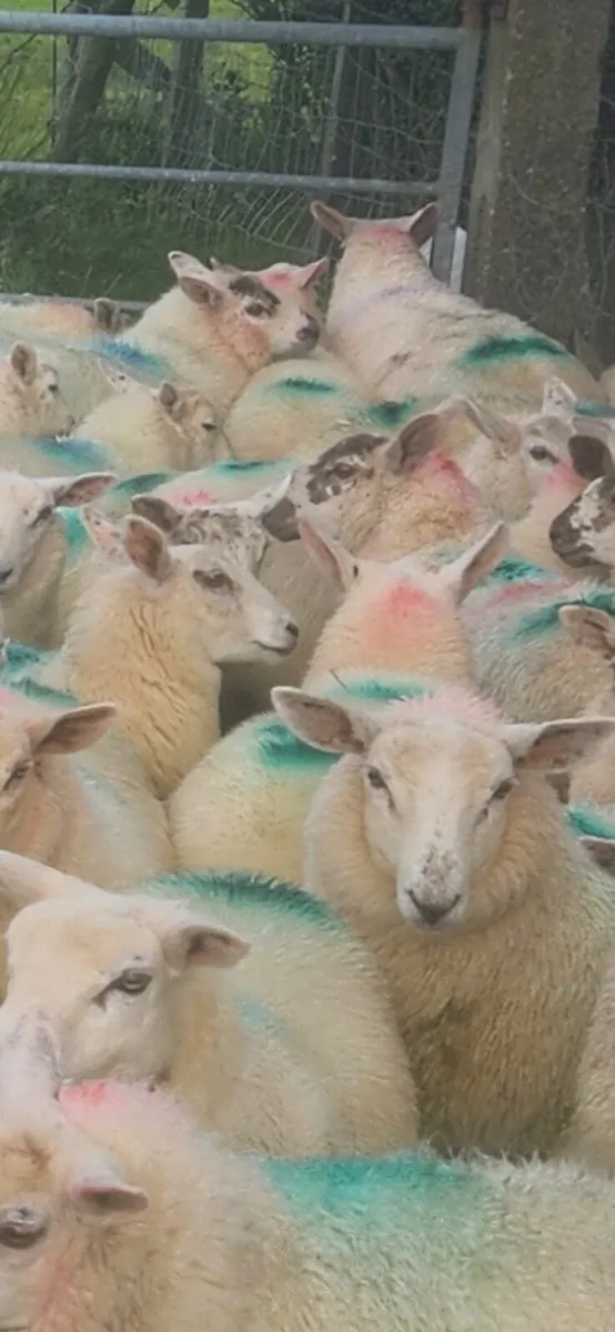 Crossbred Ewe Lambs - Image 2