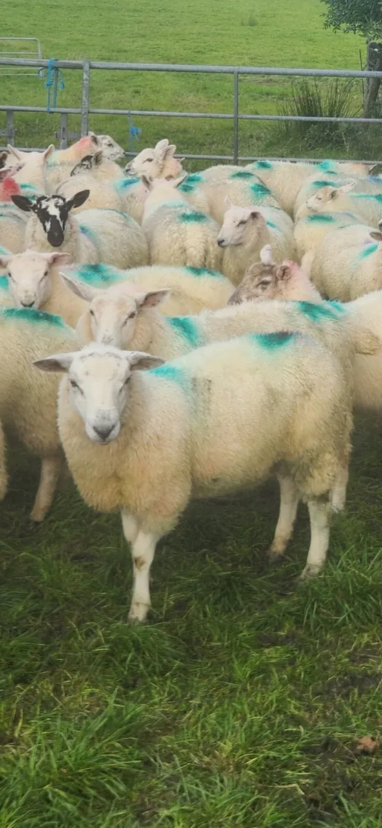 Crossbred Ewe Lambs - Image 3