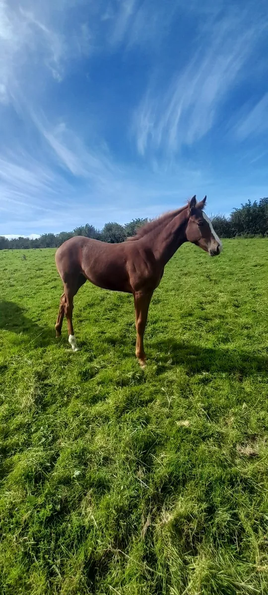 Horse - Image 4