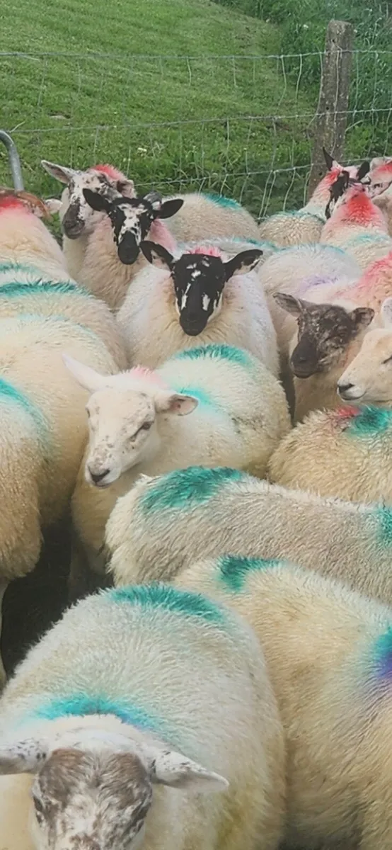 Crossbred Ewe Lambs - Image 4