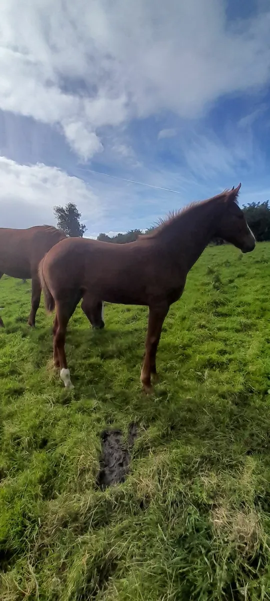 Horse - Image 1