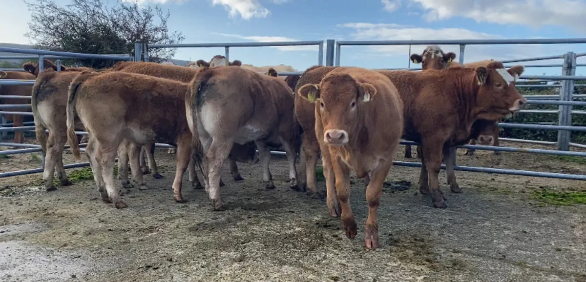 Weanling heifers - Image 1