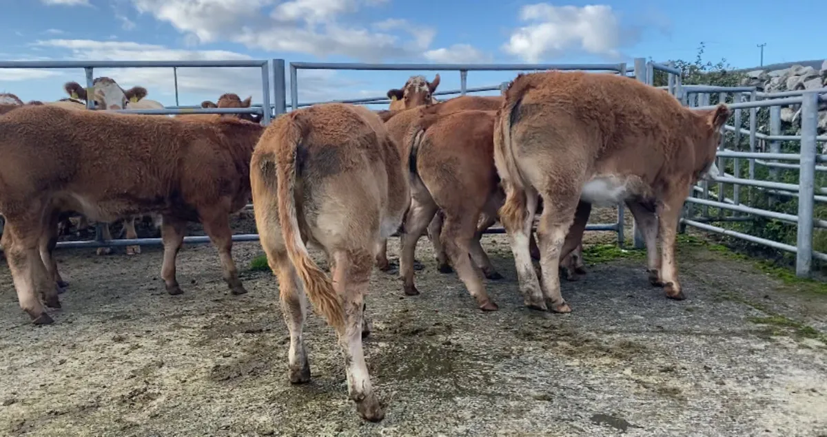 Weanling heifers - Image 2