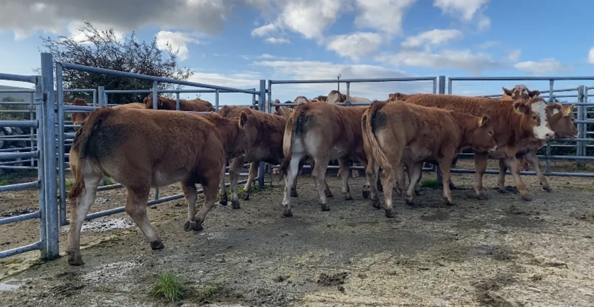 Weanling heifers - Image 3