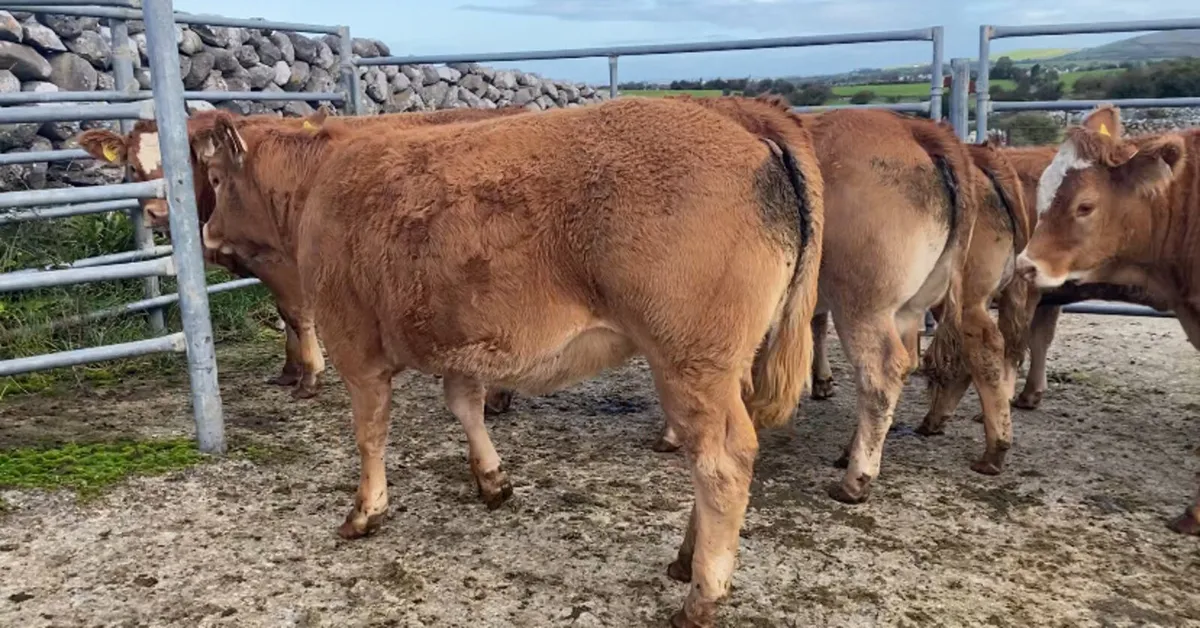 Weanling heifers - Image 4