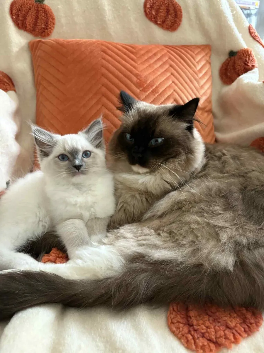 Ragdoll kittens - ONLY ONE LEFT - Image 1