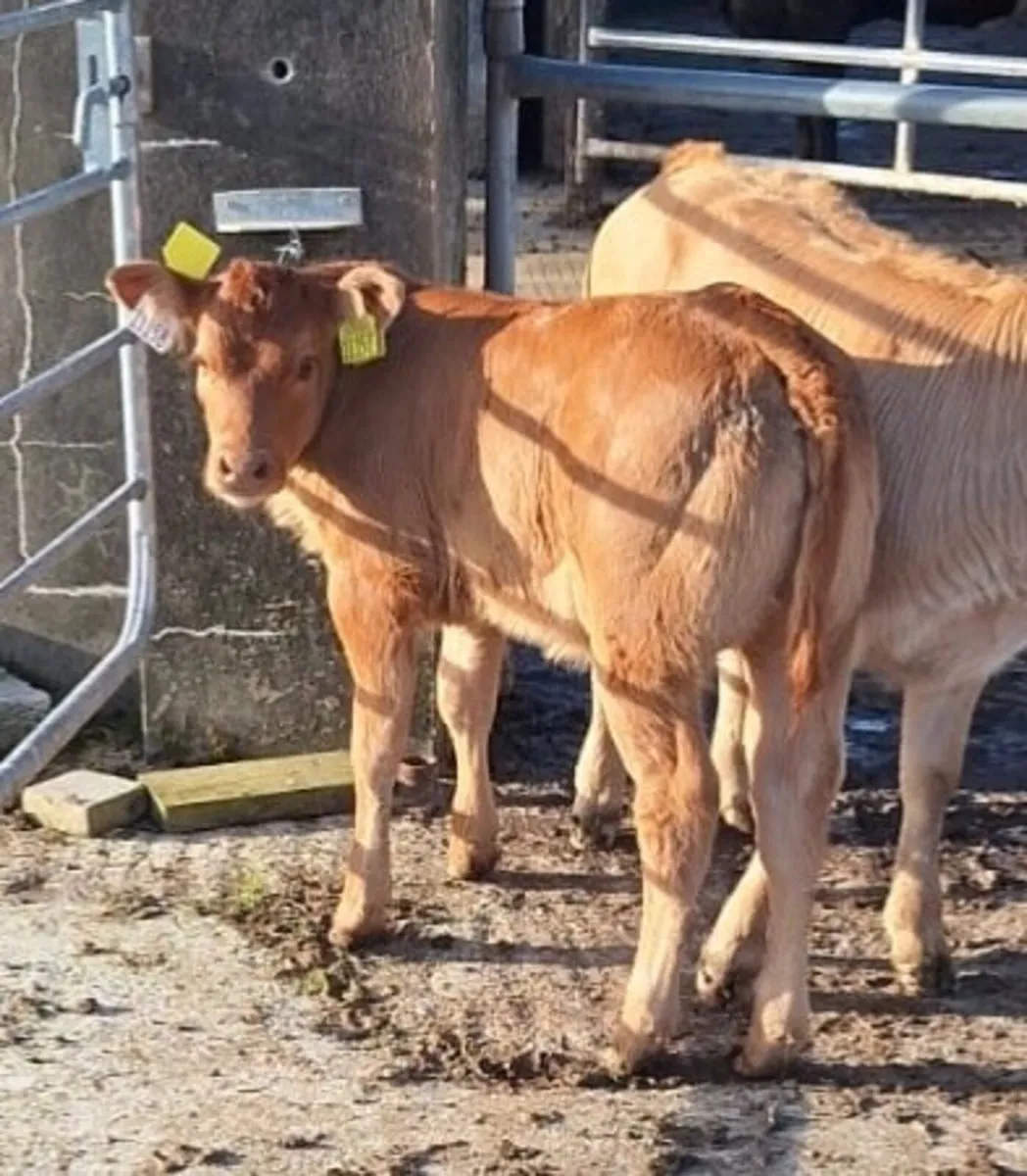 Beef cattle and calves for sale! - Image 2