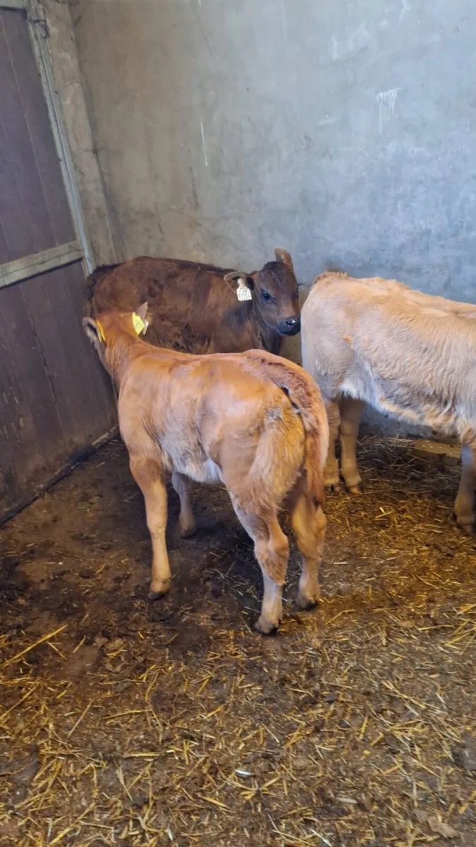 Beef cattle and calves for sale! - Image 3