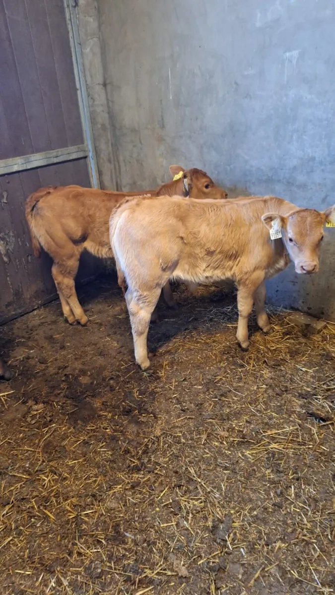 Beef cattle and calves for sale! - Image 4