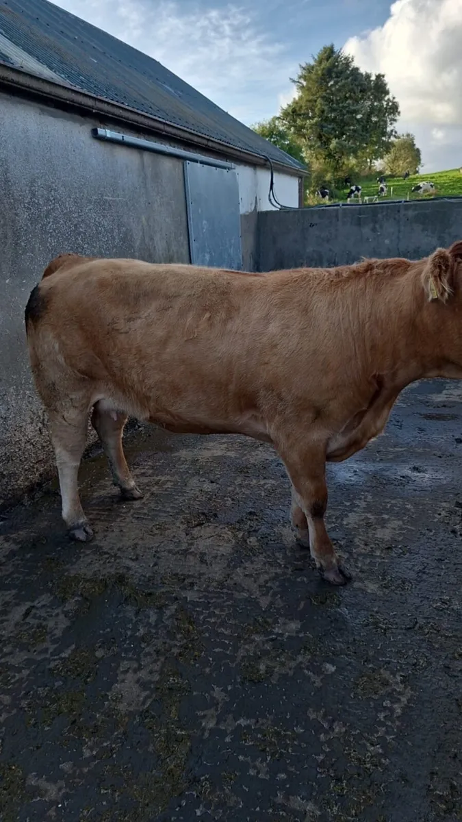 Beef cattle and calves for sale! - Image 1
