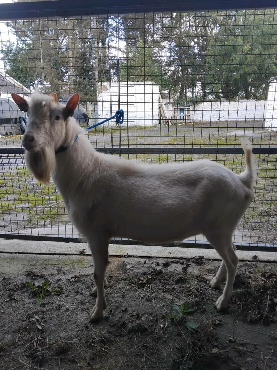 Billy Goat