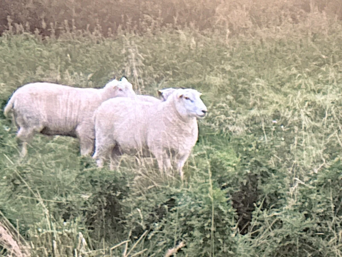 Galway Sheep Hogget Ram - Image 3