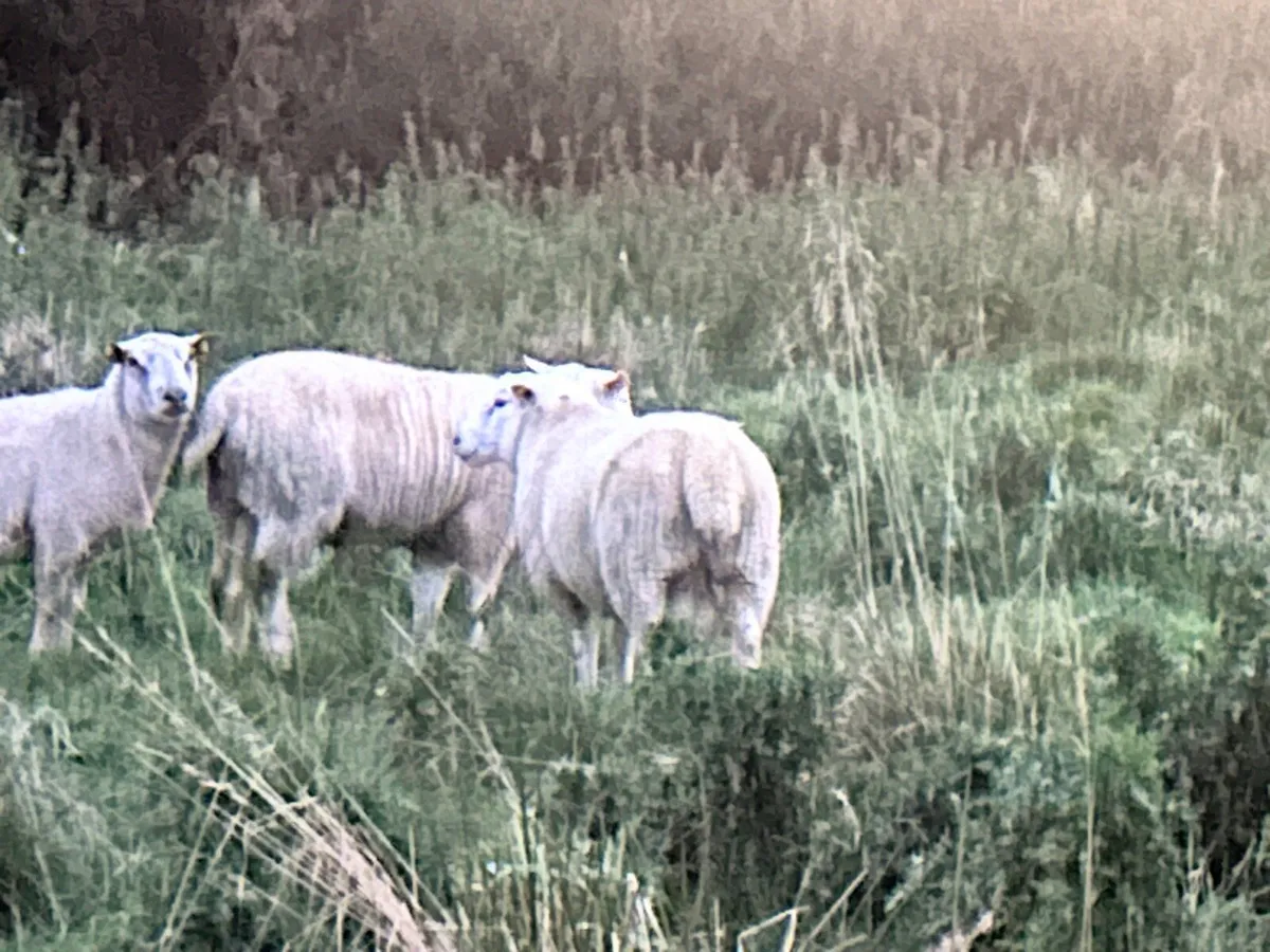 Galway Sheep Hogget Ram - Image 4