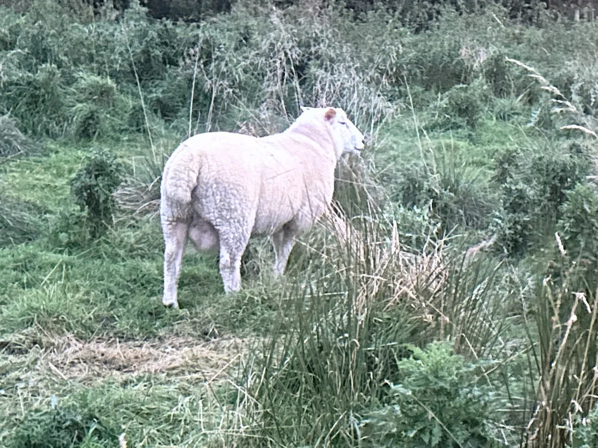 Galway Sheep Hogget Ram - Image 1
