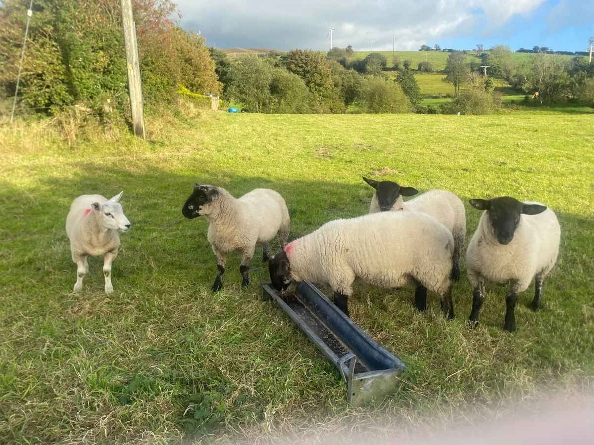 Ram lambs - Image 3