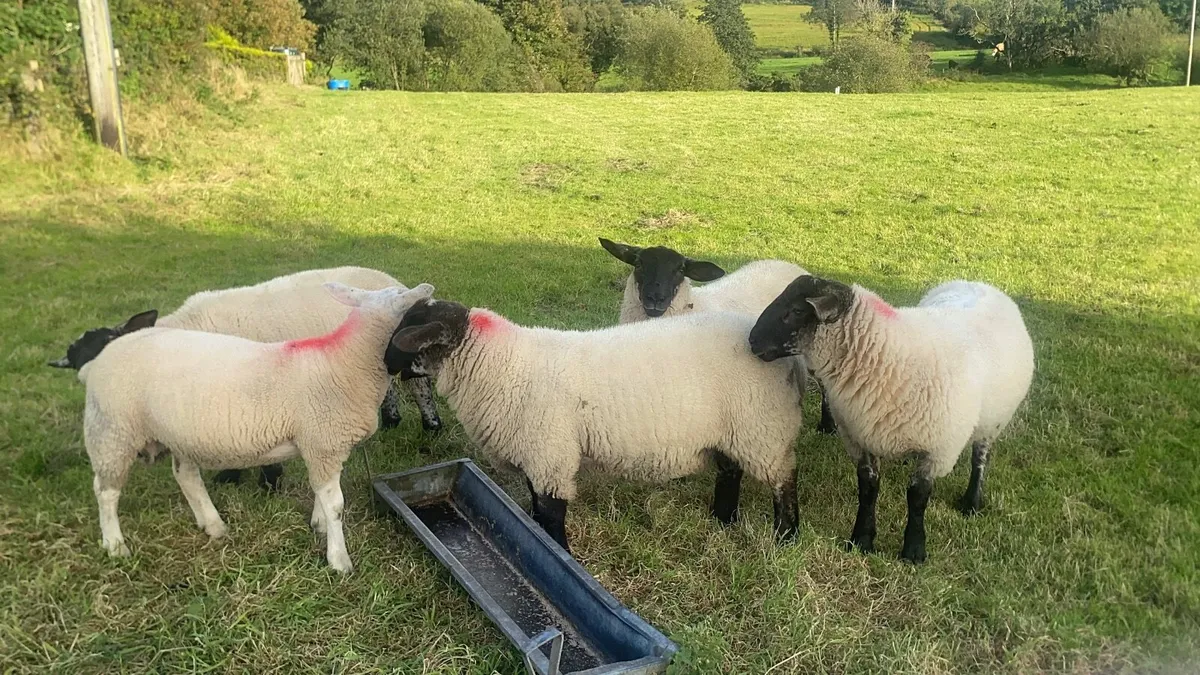 Ram lambs - Image 4