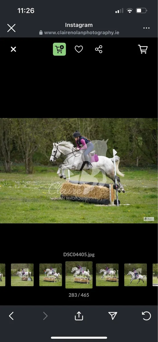 14h Connemara Pony - Image 1