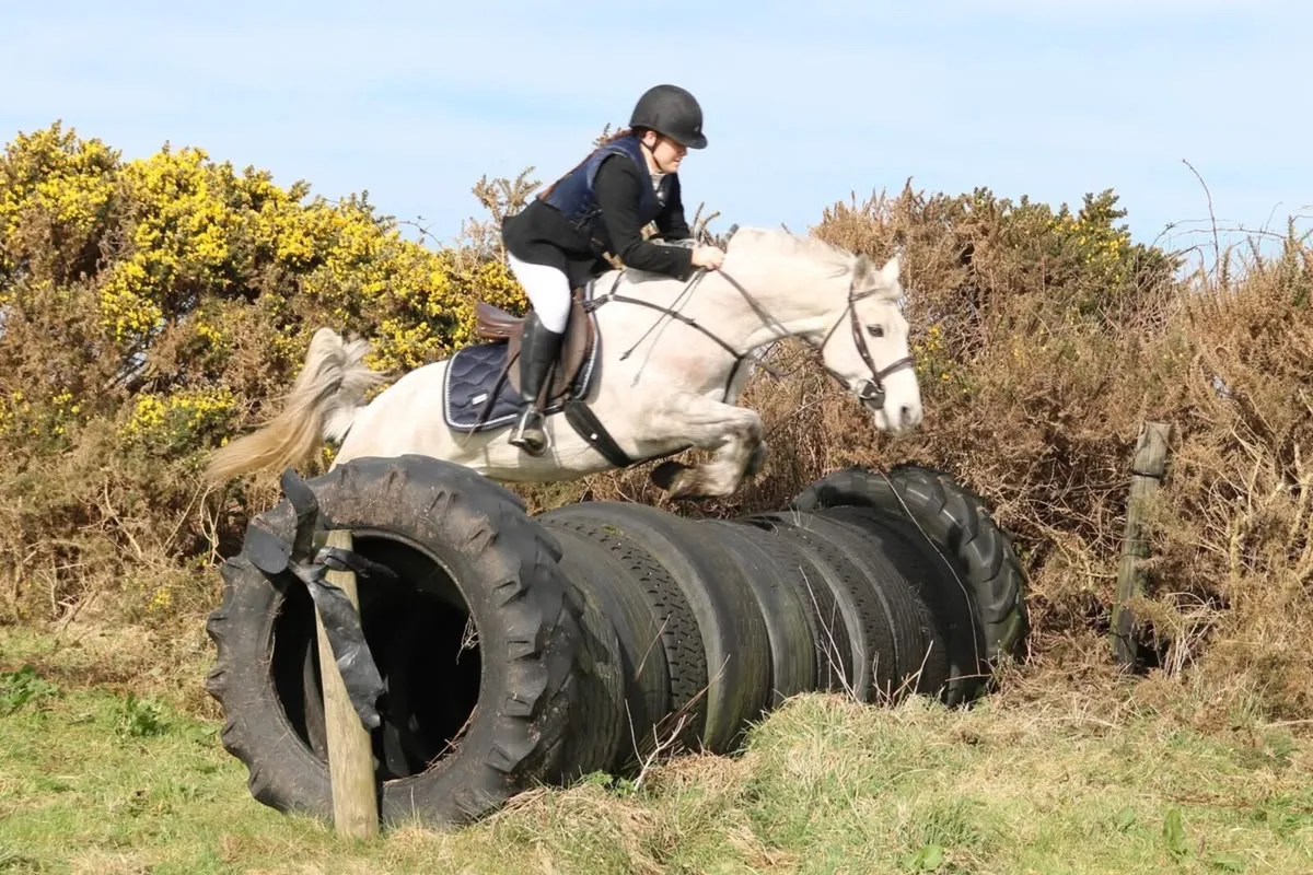 14h Connemara Pony - Image 2