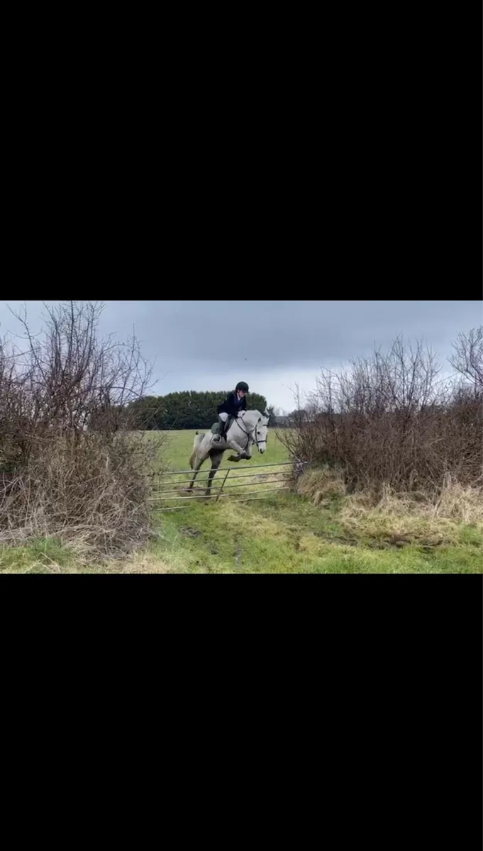 14h Connemara Pony - Image 4