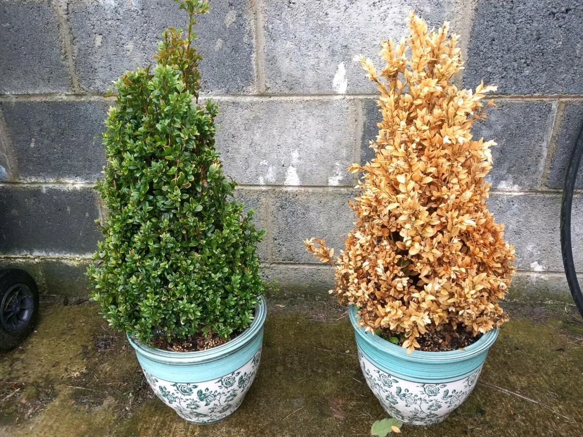 Pots with Buxus plants - Image 1