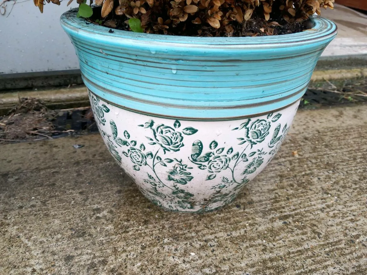 Pots with Buxus plants - Image 3