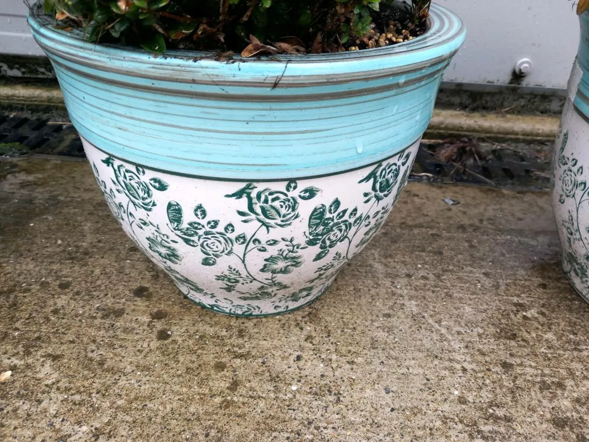 Pots with Buxus plants - Image 4