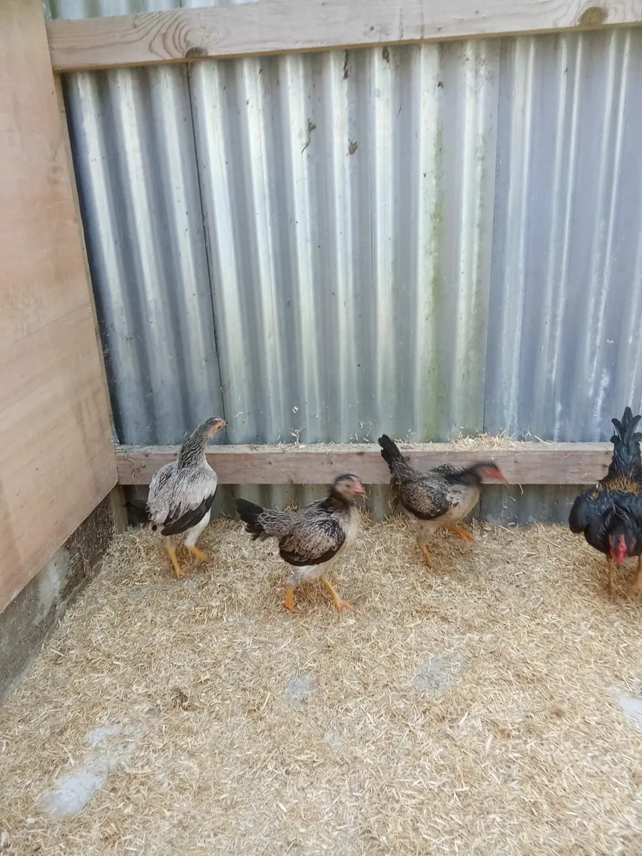 Poultry - Image 1
