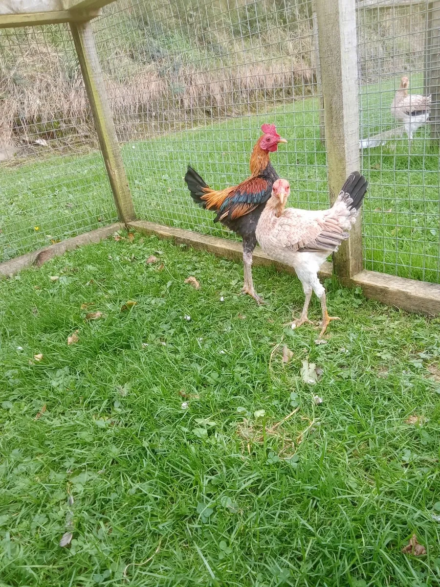 Poultry - Image 3