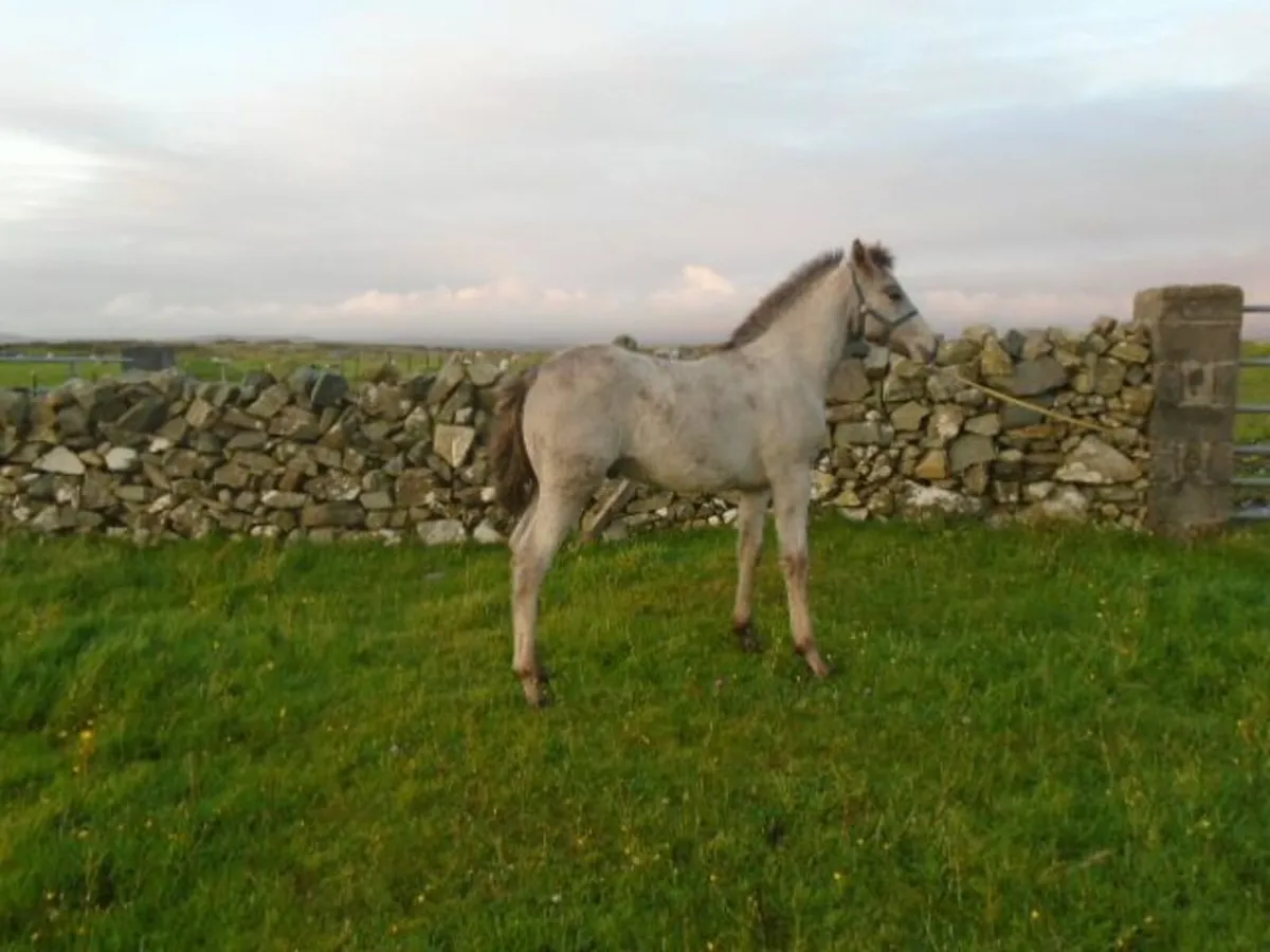 FILLY FOAL - Image 1